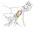 Petzl ROLLCLIP Z Karabiner SCREW-LOCK